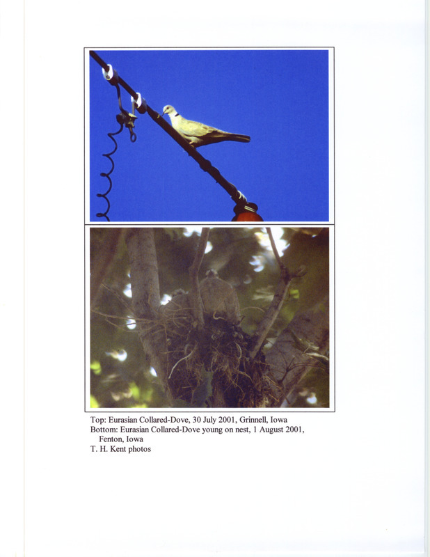 Photograph of the Eurasian Collared Dove consists of two images taken by Thomas H. Kent. The top image is an adult Eurasian Collared Dove in Grinnell, July 30, 2001 and the bottom image is an Eurasian Collared Dove on a nest with young in Fenton, August 1, 2001. This item was used as supporting documentation for the Iowa Ornithologists' Union Quarterly field report of summer 2001.