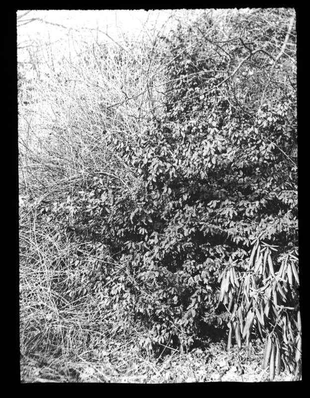 Euonymus radicans Carrieri (winter creeper), Olmsted Bros., Brookline, Massachusetts.