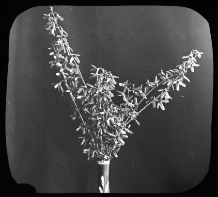 Forsythia fortunei--spray.