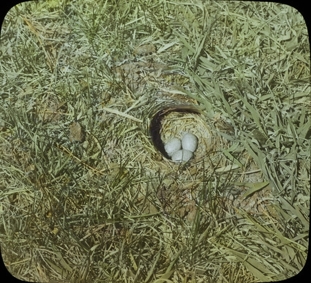 A Prairie Horned Lark nest containing three eggs, built on the ground in a grassy area at the Ogden golf course, April 10, 1930. Slide originally titled "Prairie Horned Lark Nest." The lantern slide is hand-colored. Rosene provides details on photograph.