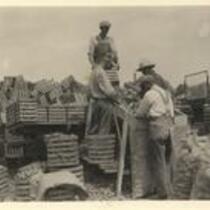 Photograph of Men Harvesting Onions, St. Ansgar, Mitchell County