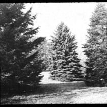 Picea pungens, Pseudotsuga douglasii and Abies nordmanniana