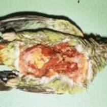 Systemic viral diseases of pet birds (slide study set no. 21)